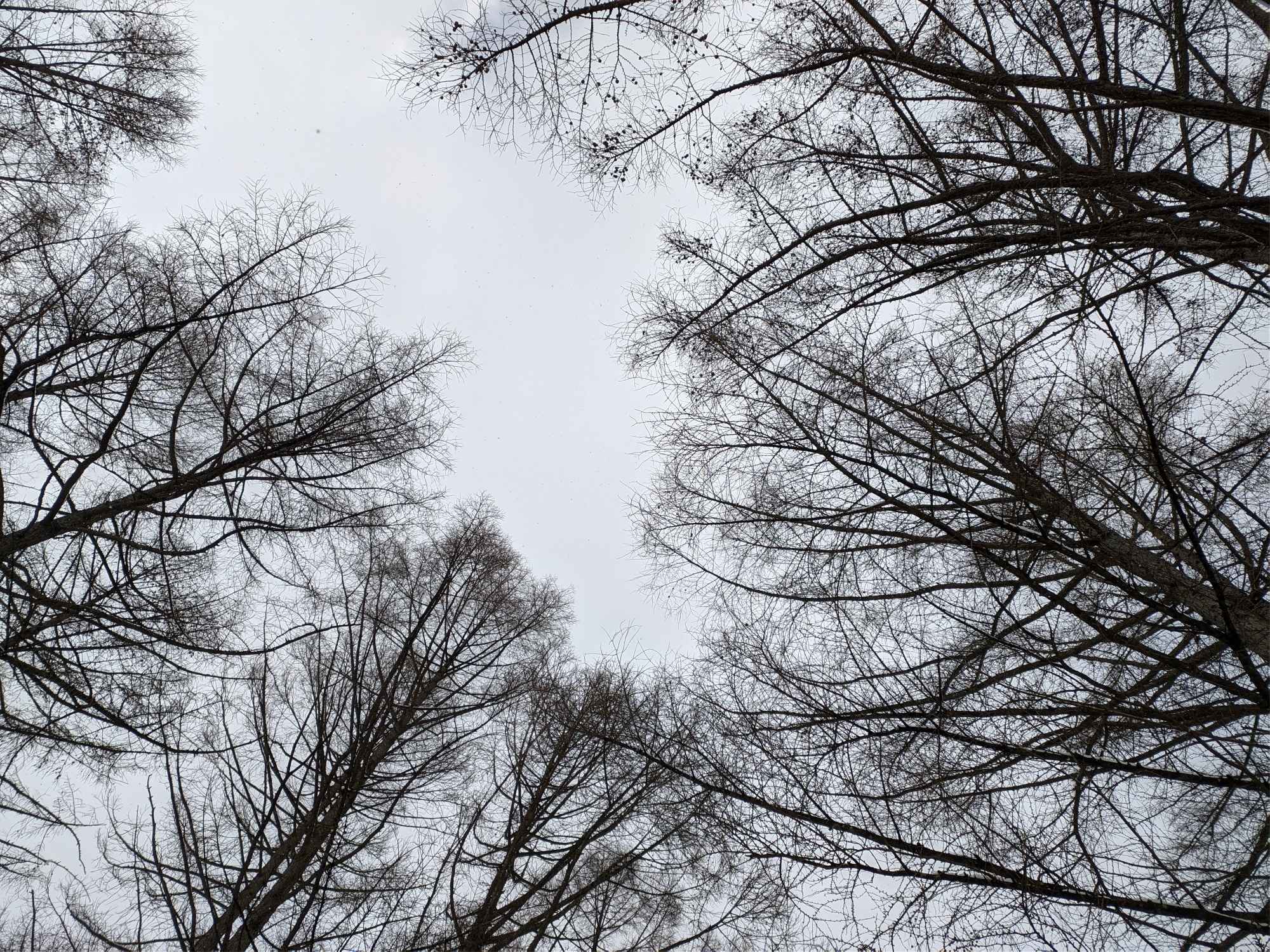 SkyMatte: a High-Quality Dataset for Improving Sky Image Matting — input